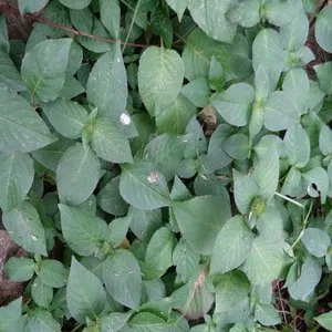 100+ Great பூக்கள் Flowers Name In Tamil List With Pictures 51 Green Shrimp Plant