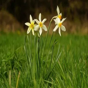 100 Flowers Name In Hindi And English With Images - फ्लावर्स नेम 158 Gul e Nauraz Flower
