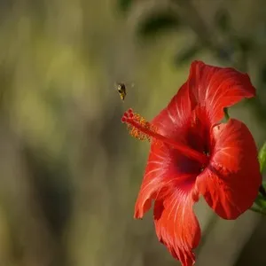 Traditional 50+ Japanese Flower Names List In the English 42 Gulbahar