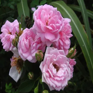 Traditional 50+ Japanese Flower Names List In the English 45 Gulkand