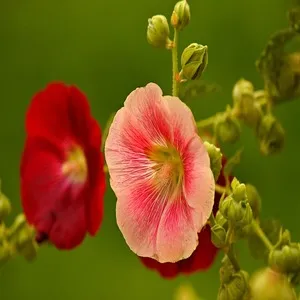 Hollyhock Flower