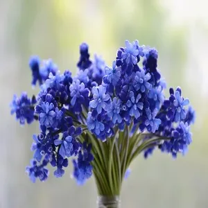 Hyacinth Flower