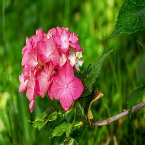 Flower Hydrangea