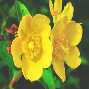 Hypericum Flower