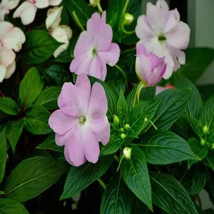 100+ Great பூக்கள் Flowers Name In Tamil List With Pictures 35 Impatiens