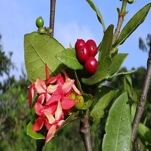 Ixora Coccinea Flower