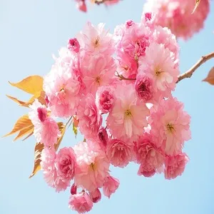 Traditional 50+ Japanese Flower Names List In the English 17 Japanese Cherry
