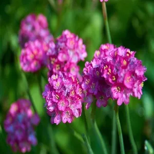 Traditional 50+ Japanese Flower Names List In the English 19 Japanese Primrose
