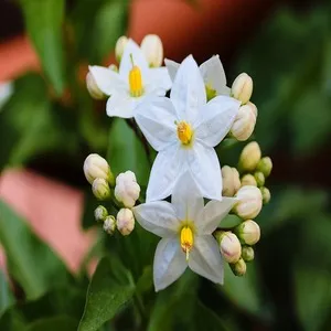 Jasmine Flower