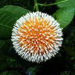 100 Flowers Name In Hindi And English With Images - फ्लावर्स नेम 156 kadamba Flower