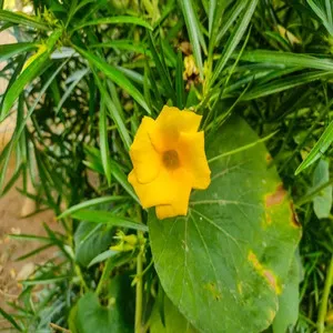 100 Flowers Name In Hindi And English With Images - फ्लावर्स नेम 159 Kaner Flower