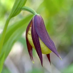 Ladys Slipper Orchid Flower