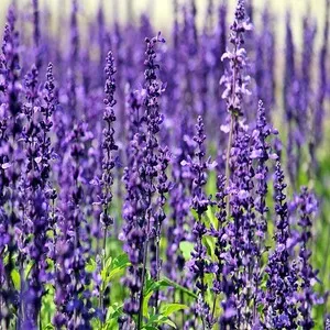 Flower Lavender