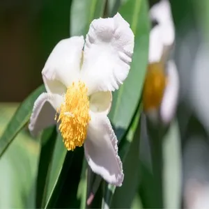 100+ Great பூக்கள் Flowers Name In Tamil List With Pictures 39 Mesua Ferrea