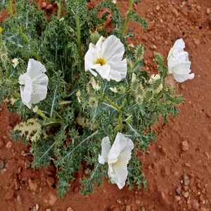 Mexican Prickly Poppy Flower