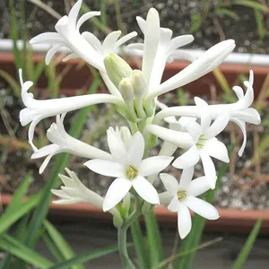 Mexican tuberose