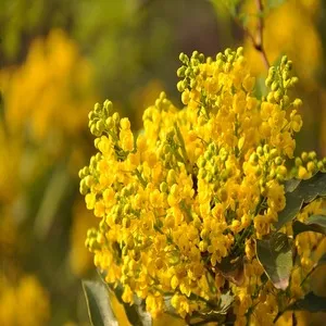 Mimosa Flower