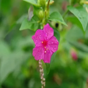 Mirabilis Jalapa