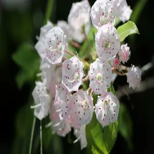 Mountain Laurel Flower