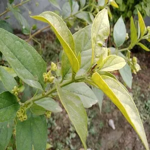 Night Flowering Jasmine