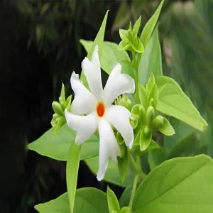 Night flowering jasmine 1