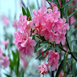 Flower Oleander