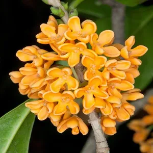 Traditional 50+ Japanese Flower Names List In the English 9 Orange Osmanthus