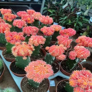 Traditional 50+ Japanese Flower Names List In the English 53 Panchavat