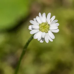 Traditional 50+ Japanese Flower Names List In the English 36 Parani