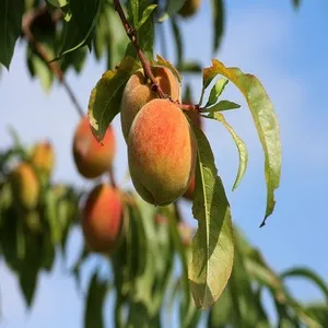 Traditional 50+ Japanese Flower Names List In the English 18 Peach