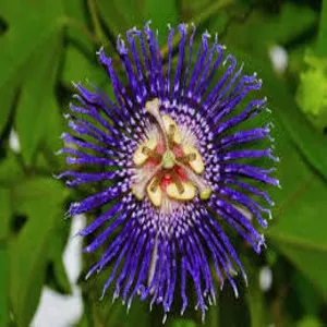 Traditional 50+ Japanese Flower Names List In the English 32 Phulera