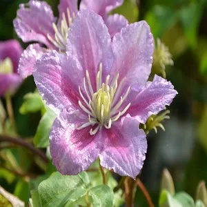 100+ Great பூக்கள் Flowers Name In Tamil List With Pictures 62 Pink Jasmine