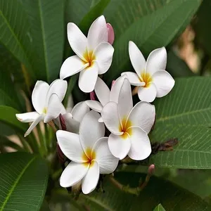Flower Plumeria