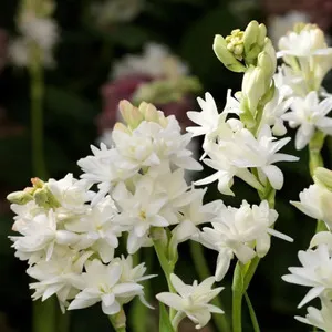 100+ Great பூக்கள் Flowers Name In Tamil List With Pictures 46 Polianthes Tuberosa