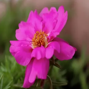 100 Flowers Name In Hindi And English With Images - फ्लावर्स नेम 153 Portulaca Flower