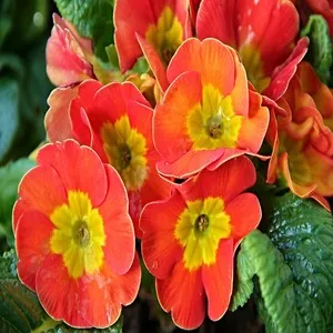100 Flowers Name In Hindi And English With Images - फ्लावर्स नेम 76 Primula Flower