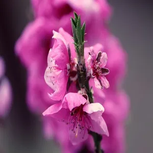 Traditional 50+ Japanese Flower Names List In the English 16 Prunus persica