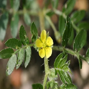 100 Flowers Name In Hindi And English With Images - फ्लावर्स नेम 74 Puncture Vine Flower