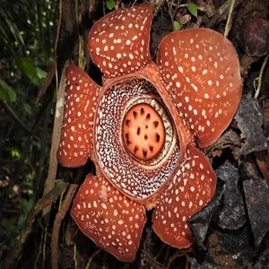 100+ Great பூக்கள் Flowers Name In Tamil List With Pictures 33 Rafflesia