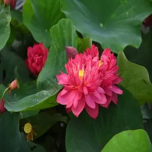 Flower Red Lotus