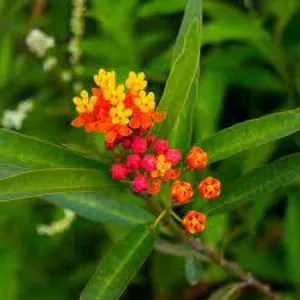 100+ Great பூக்கள் Flowers Name In Tamil List With Pictures 98 Scarlet Milkweed