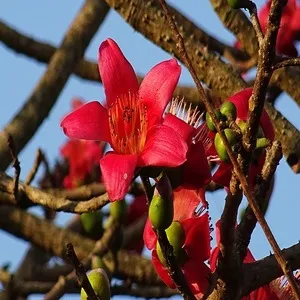 Silk cotton flower