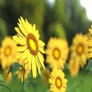 Sunflowers