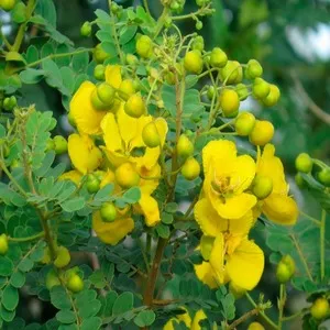100+ Great பூக்கள் Flowers Name In Tamil List With Pictures 48 Tanners Cassia 2