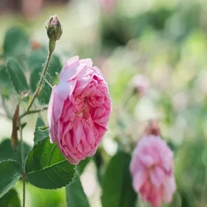 Traditional 50+ Japanese Flower Names List In the English 54 Tea Rose