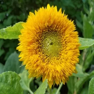 Traditional 50+ Japanese Flower Names List In the English 49 Teddy Bear Sunflower