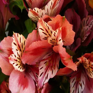 Traditional 50+ Japanese Flower Names List In the English 44 Tia Flower
