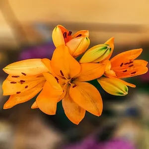 Traditional 50+ Japanese Flower Names List In the English 51 Tiger Flower