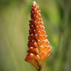 Traditional 50+ Japanese Flower Names List In the English 57 Torch Lily