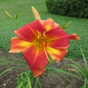 Traditional 50+ Japanese Flower Names List In the English 46 Transformer Lily